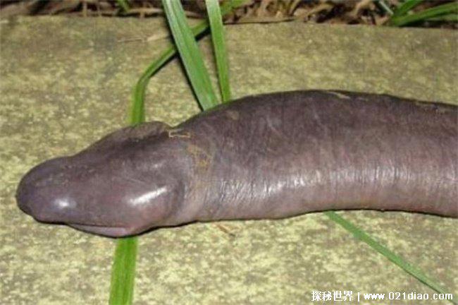 世界上最大最恶心的蛇，盲蛇 (来自巴西)