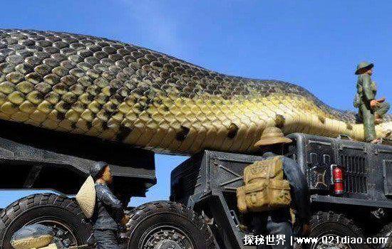 广西桂平挖蛇事件，挖出大蛇真相揭秘(经证实为虚假新闻)