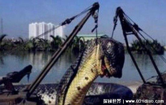 广西桂平挖蛇事件，挖出大蛇真相揭秘(经证实为虚假新闻)