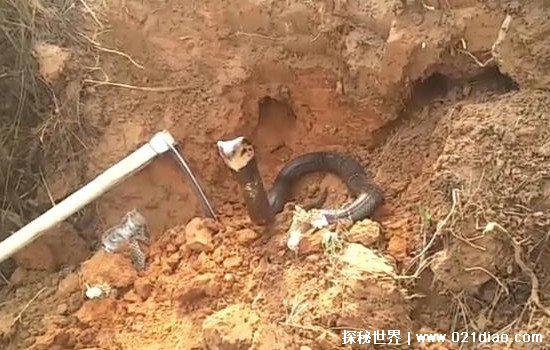 广西桂平挖蛇事件，挖出大蛇真相揭秘(经证实为虚假新闻)