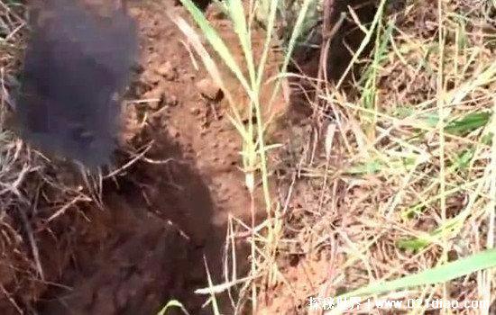 广西桂平挖蛇事件，挖出大蛇真相揭秘(经证实为虚假新闻)
