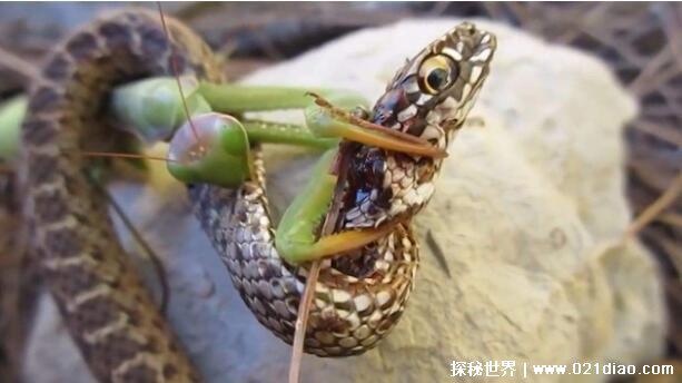 蛇为什么怕螳螂,三点原因导致打不过(螳螂四肢带有尖刺)