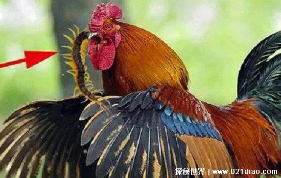 鸡吃了蜈蚣为什么变凶，蜈蚣是大补之物影响了鸡体内的激素