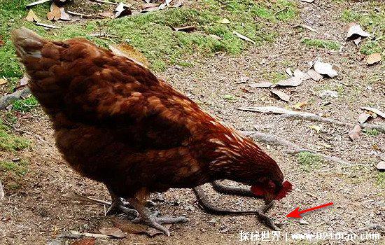 鸡吃了蜈蚣为什么变凶，蜈蚣是大补之物影响了鸡体内的激素