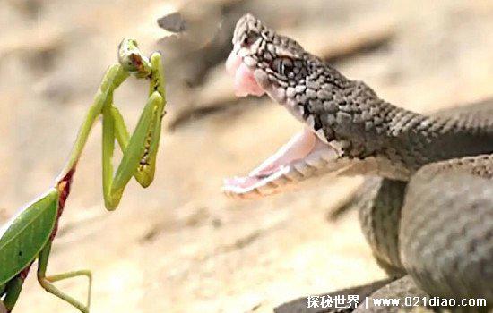 鸡吃了蜈蚣为什么变凶，蜈蚣是大补之物影响了鸡体内的激素