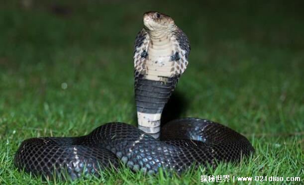 农村十大毒蛇排名,最毒的蛇是舟山眼镜蛇(能轻易毒死小型动物)