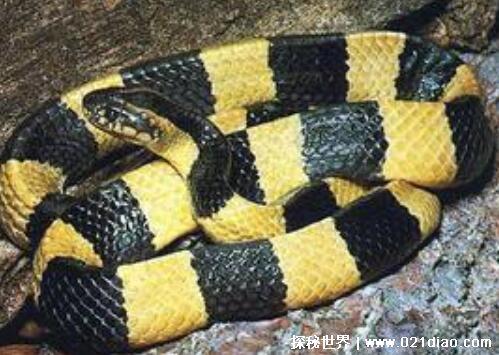 农村十大毒蛇排名,最毒的蛇是舟山眼镜蛇(能轻易毒死小型动物)