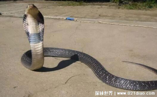 农村十大毒蛇排名,最毒的蛇是舟山眼镜蛇(能轻易毒死小型动物)