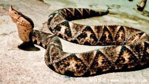 农村十大毒蛇排名，最毒的蛇是舟山眼镜蛇(能轻易毒死小型动物)