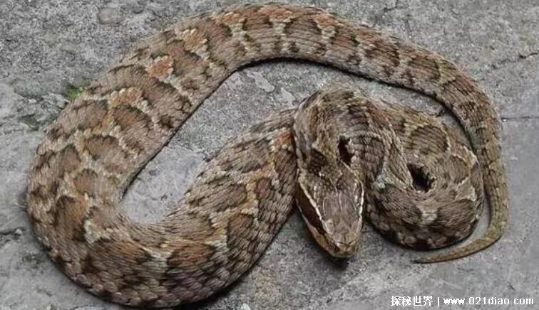 农村十大毒蛇排名，最毒的蛇是舟山眼镜蛇(能轻易毒死小型动物)