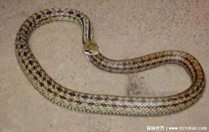 农村十大毒蛇排名，最毒的蛇是舟山眼镜蛇(能轻易毒死小型动物)