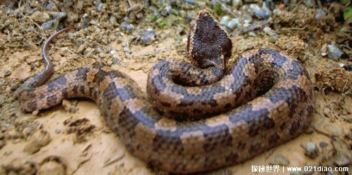 农村十大毒蛇排名，最毒的蛇是舟山眼镜蛇(能轻易毒死小型动物)