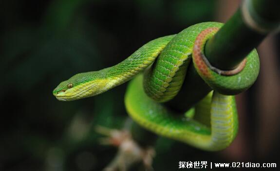农村十大毒蛇排名，最毒的蛇是舟山眼镜蛇(能轻易毒死小型动物)