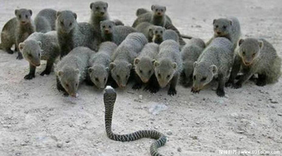 眼镜王蛇的天敌是谁有哪些什么动物,四大天敌可以随意将其击杀