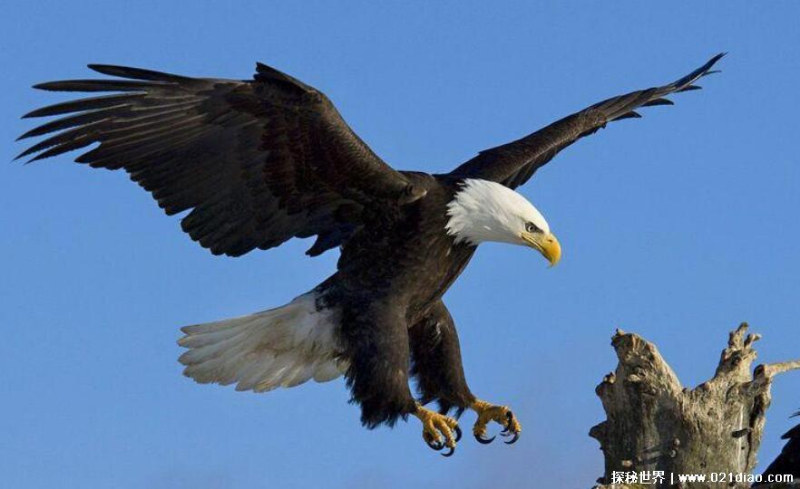 眼镜王蛇的天敌是谁有哪些什么动物,四大天敌可以随意将其击杀