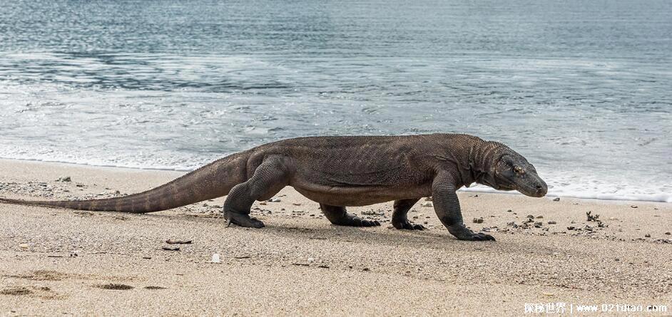 眼镜王蛇的天敌是谁有哪些什么动物,四大天敌可以随意将其击杀