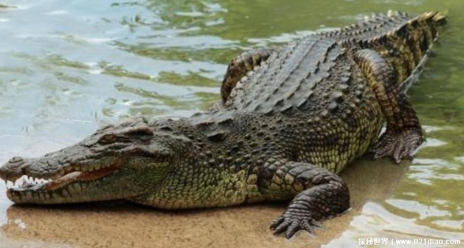 眼镜王蛇的天敌是谁有哪些什么动物,四大天敌可以随意将其击杀