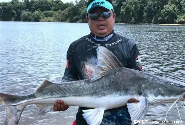 最大的淡水鱼，亚马逊鲇鱼(亚马逊河)