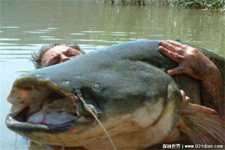 最大的淡水鱼，亚马逊鲇鱼(亚马逊河)