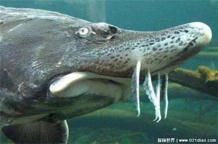 最大的淡水鱼，亚马逊鲇鱼(亚马逊河)