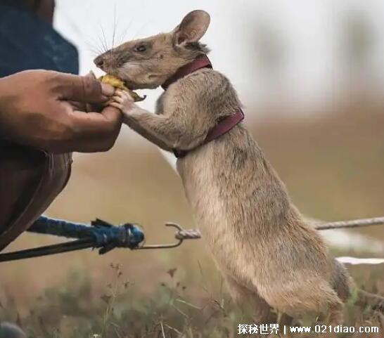世界上最大的老鼠,非洲巨鼠(相当于5岁孩童的身高)