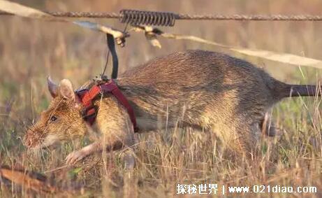世界上最大的老鼠,非洲巨鼠(相当于5岁孩童的身高)