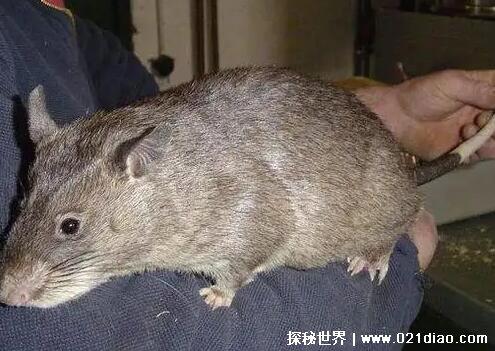 世界上最大的老鼠,非洲巨鼠(相当于5岁孩童的身高)