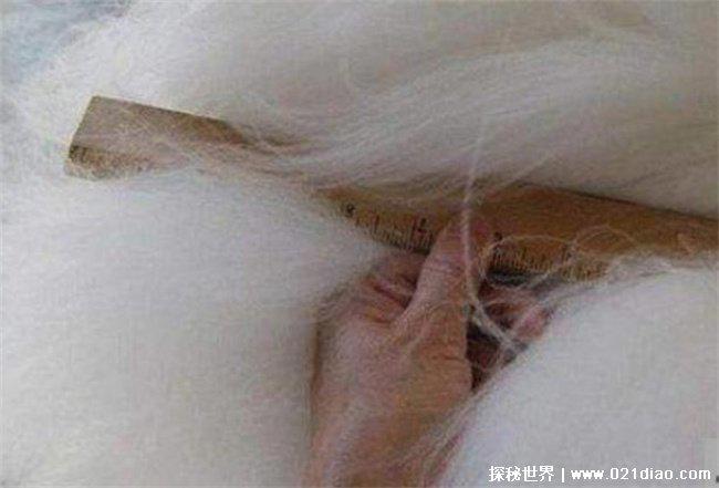 世界上毛最长的兔子 巨型安哥拉兔(长度在10cm)