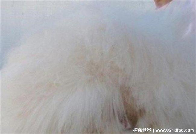 世界上毛最长的兔子 巨型安哥拉兔(长度在10cm)