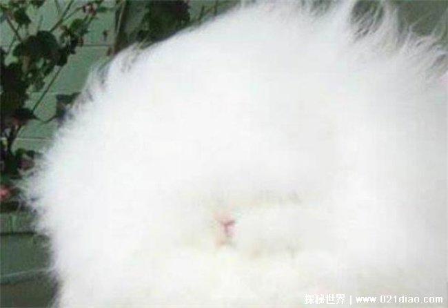 世界上毛最长的兔子 巨型安哥拉兔(长度在10cm)