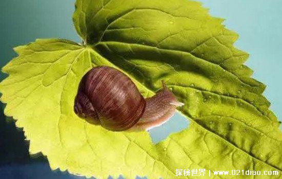 蜗牛有多少颗牙齿，14175颗(世界上牙齿最多的动物/附放大图片)