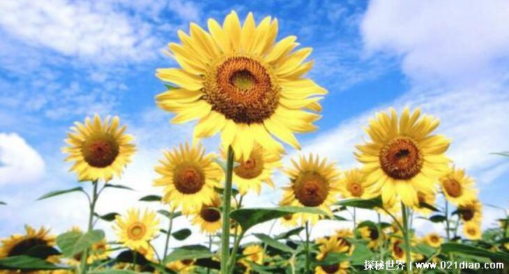 向日葵什么时候开花 几点钟,早上4点到6点开始开花