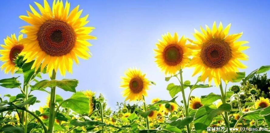 向日葵什么时候开花 几点钟,早上4点到6点开始开花