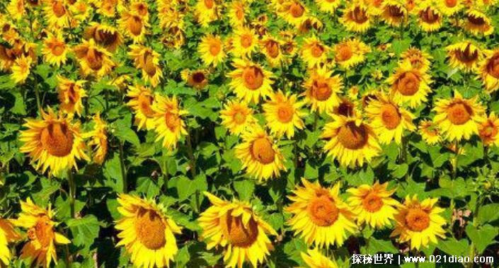 向日葵什么时候开花 几点钟,早上4点到6点开始开花