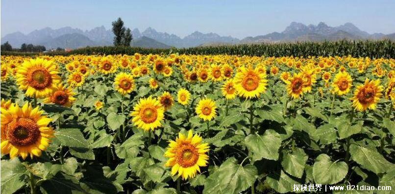 向日葵什么时候开花 几点钟，早上4点到6点开始开花