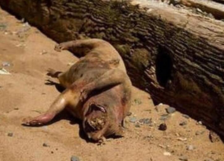 吸血怪兽卓柏卡布拉,无数家禽被吸食血液(尸体正在被研究)