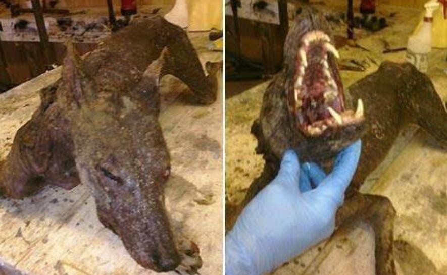 吸血怪兽卓柏卡布拉，无数家禽被吸食血液(尸体正在被研究)