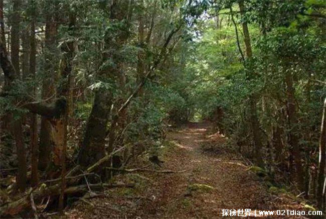 日本自杀森林什么地方?青木原树海(惊悚事件)