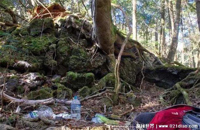 日本自杀森林什么地方?青木原树海(惊悚事件)
