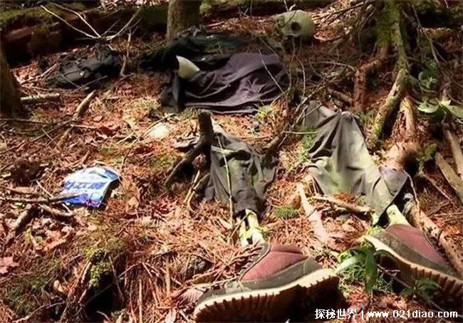 日本自杀森林什么地方?青木原树海(惊悚事件)