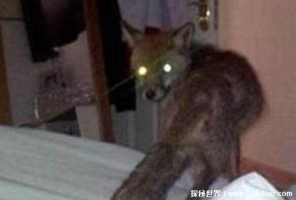 81年香港温莎大厦狐仙事件，据传狐仙杀人(是谣言)