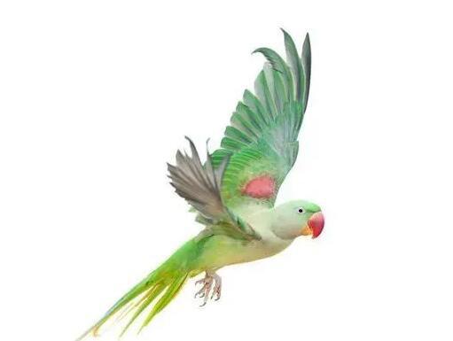 什么是腐尸鹦鹉,罗德里格斯岛上的鹦鹉尸体(已经灭绝了)