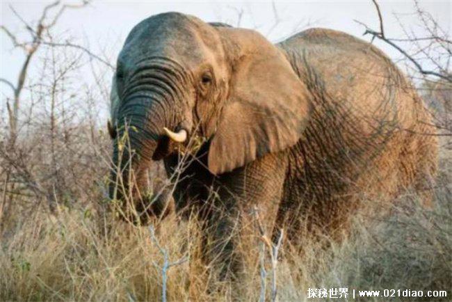 非洲象人族是真是假，假(自伪纪录片)
