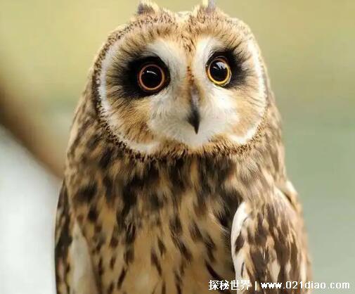 什么鸟是庄稼卫士，猫头鹰(田鼠的天敌可捉上百只田鼠)