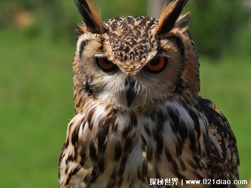 什么鸟是庄稼卫士，猫头鹰(田鼠的天敌可捉上百只田鼠)