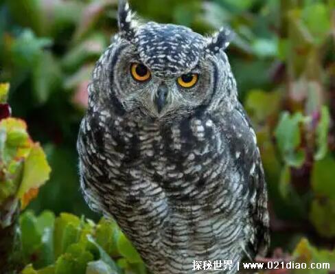 什么鸟是庄稼卫士，猫头鹰(田鼠的天敌可捉上百只田鼠)