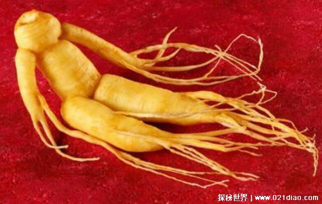 世界上最老的人参有多少年,活了200多年(重达600多克)