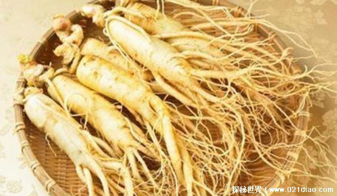 世界上最老的人参有多少年,活了200多年(重达600多克)