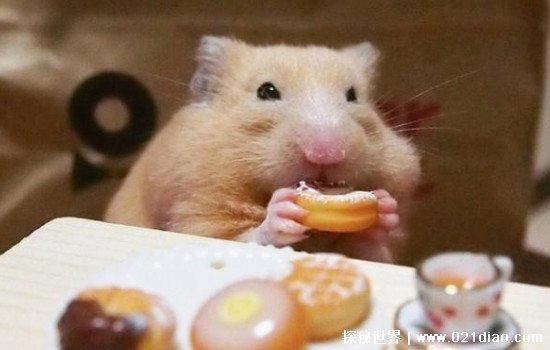 仓鼠饲养八大禁忌，不能喝生水/不能用水洗澡/不能混养