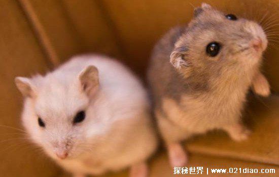 仓鼠饲养八大禁忌，不能喝生水/不能用水洗澡/不能混养